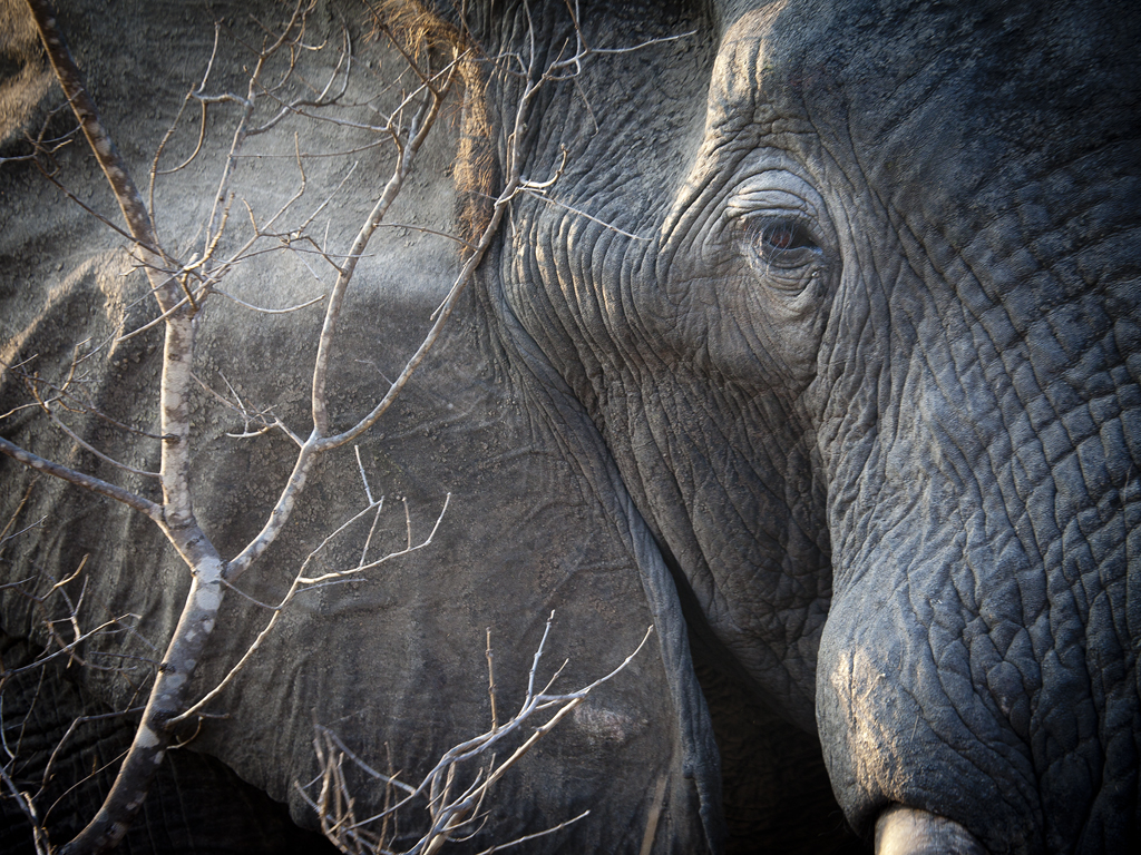 African Elephant