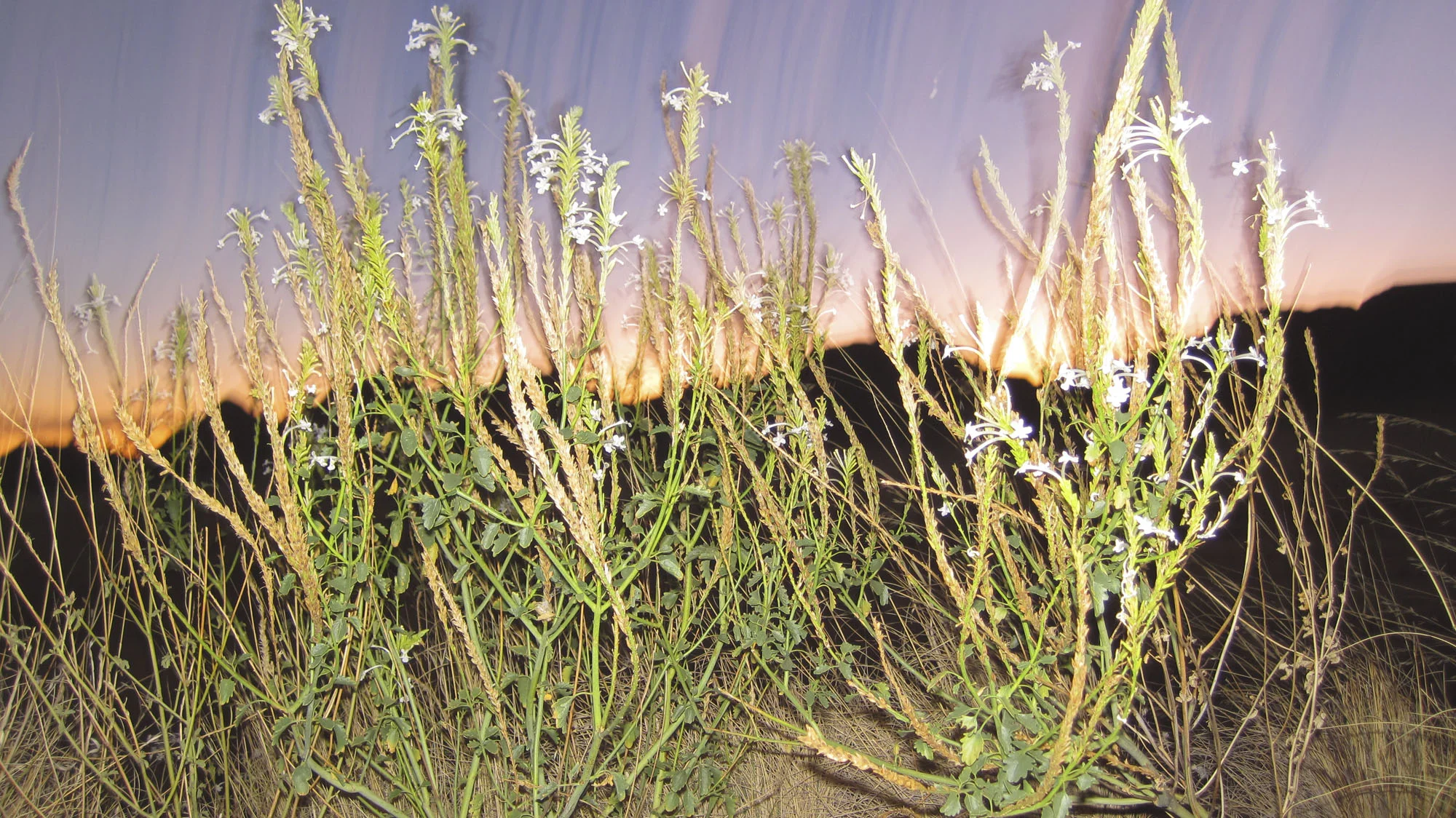 flashplants1.jpg