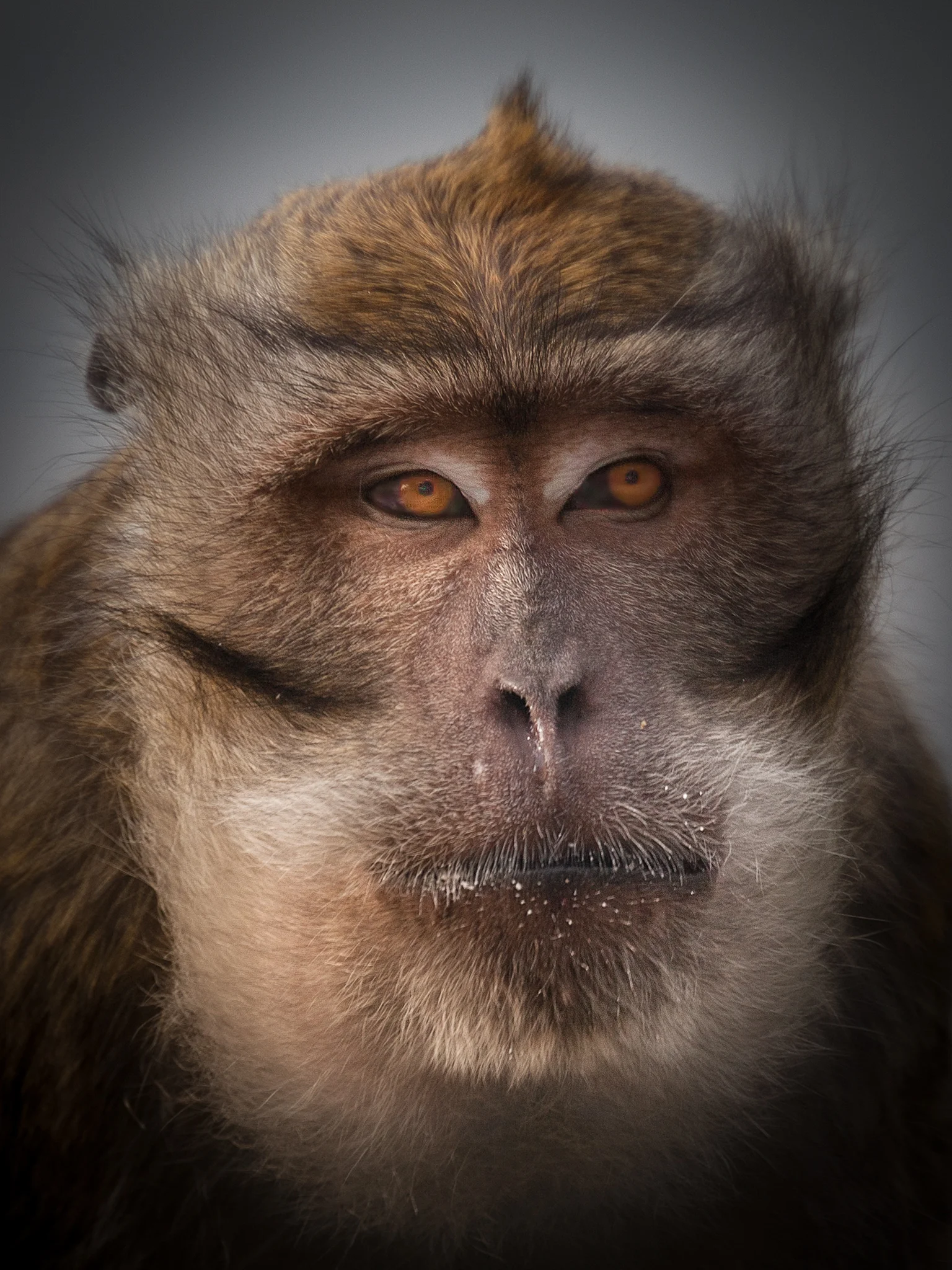 sarangan monkey-1.jpg