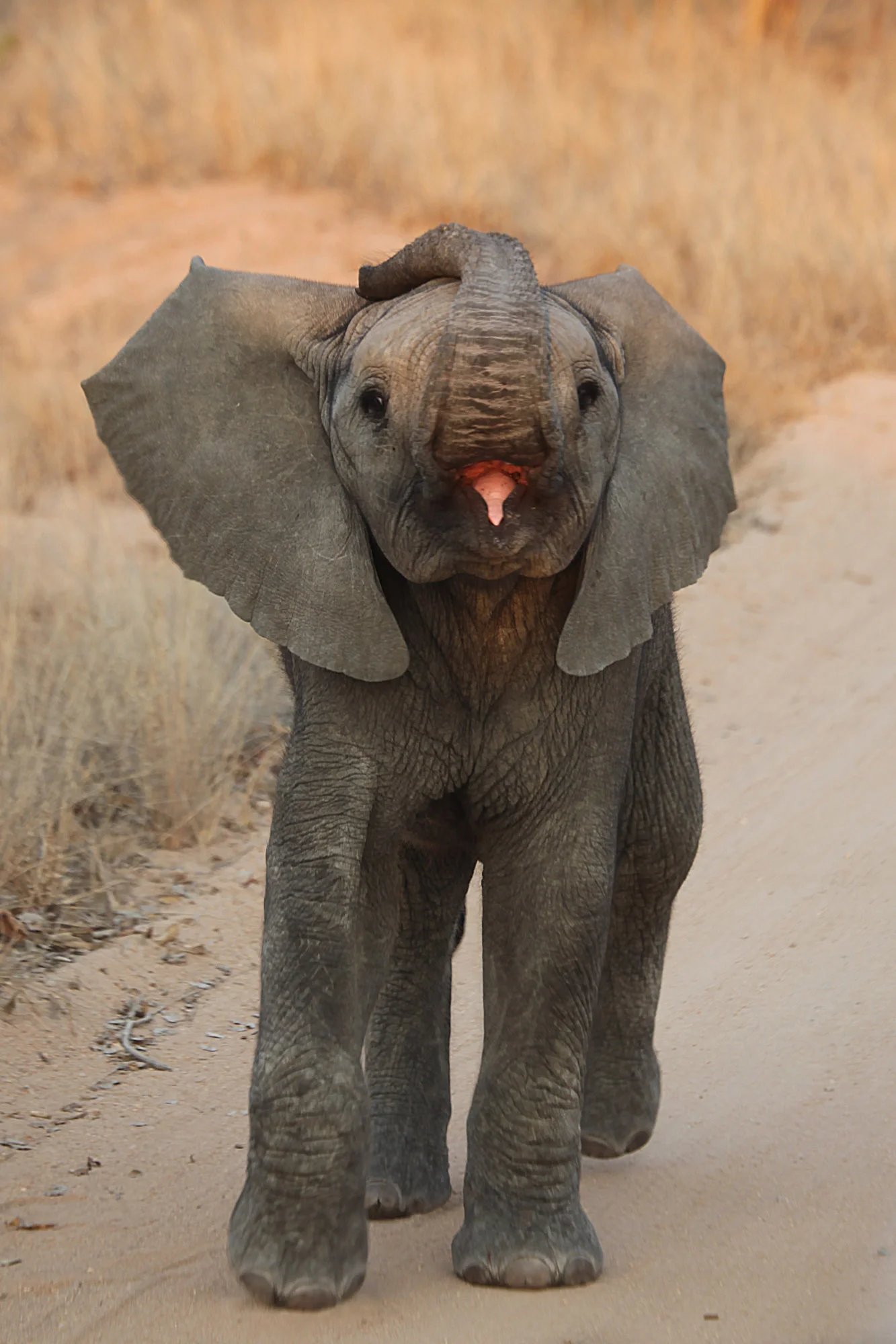Baby elephant aggressing Safari vehicle