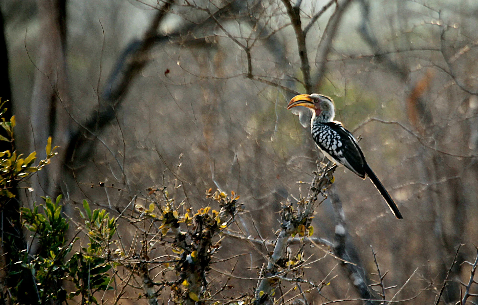 Yellow Billed Hornbill