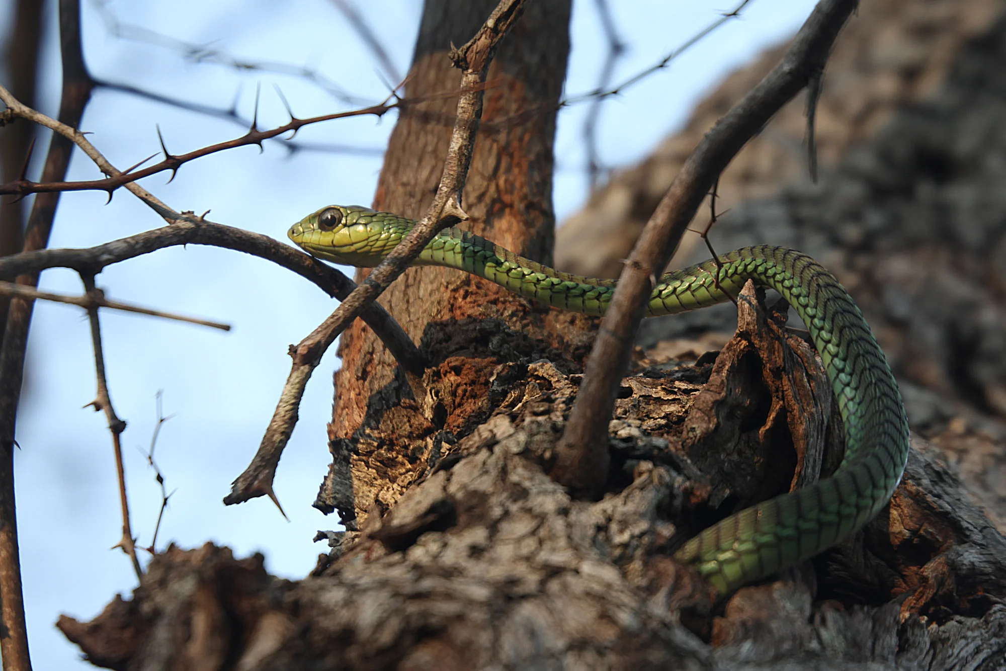 Boomslang, Afrikanas "tree snake"