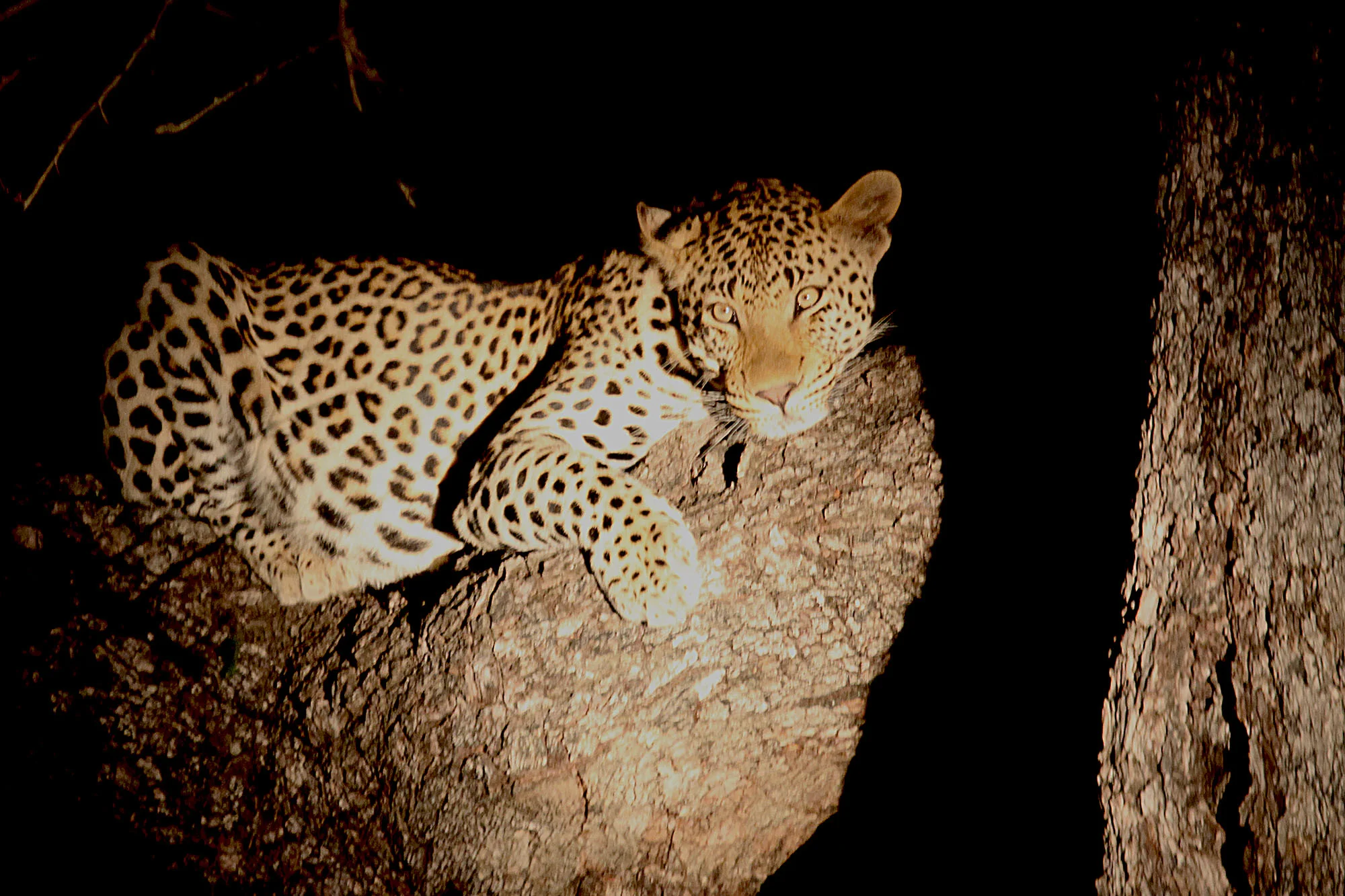 Leopard in the fork of a tree