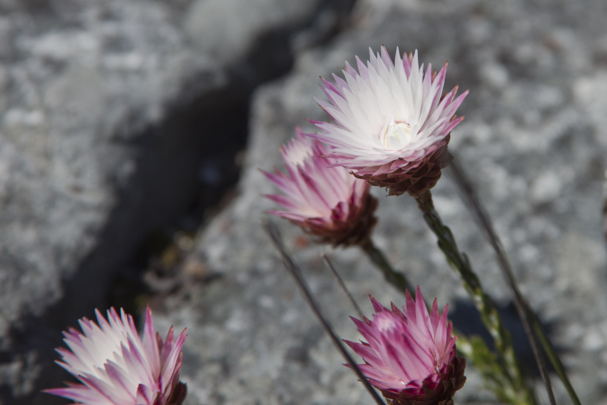 17050511-image_flowers2.jpg