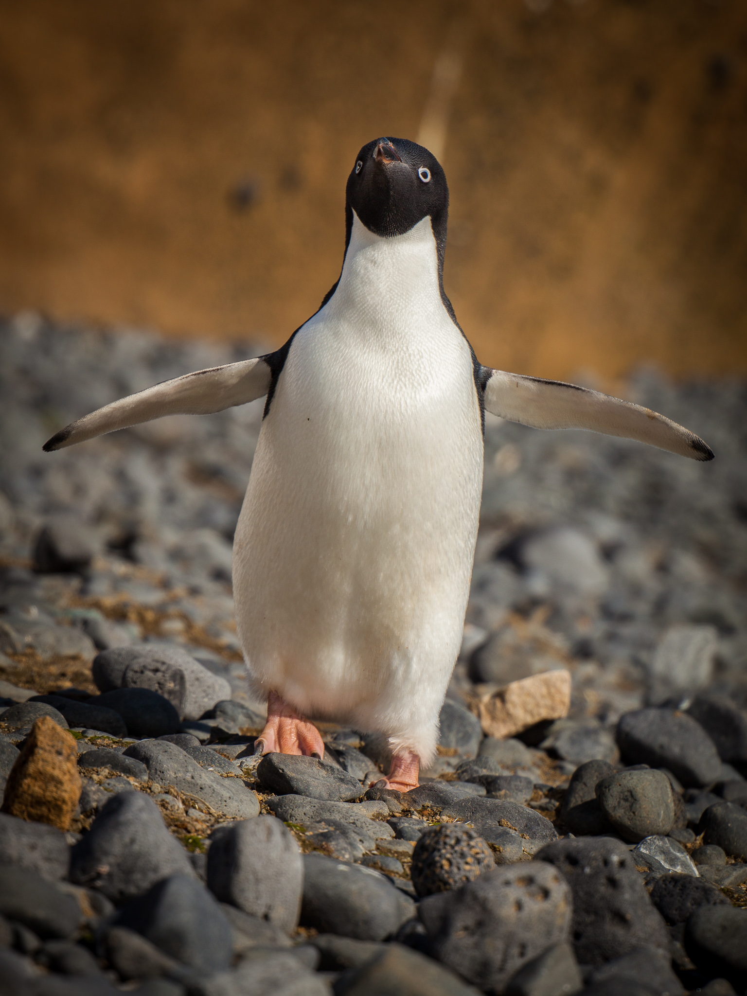 Adélie penguin 