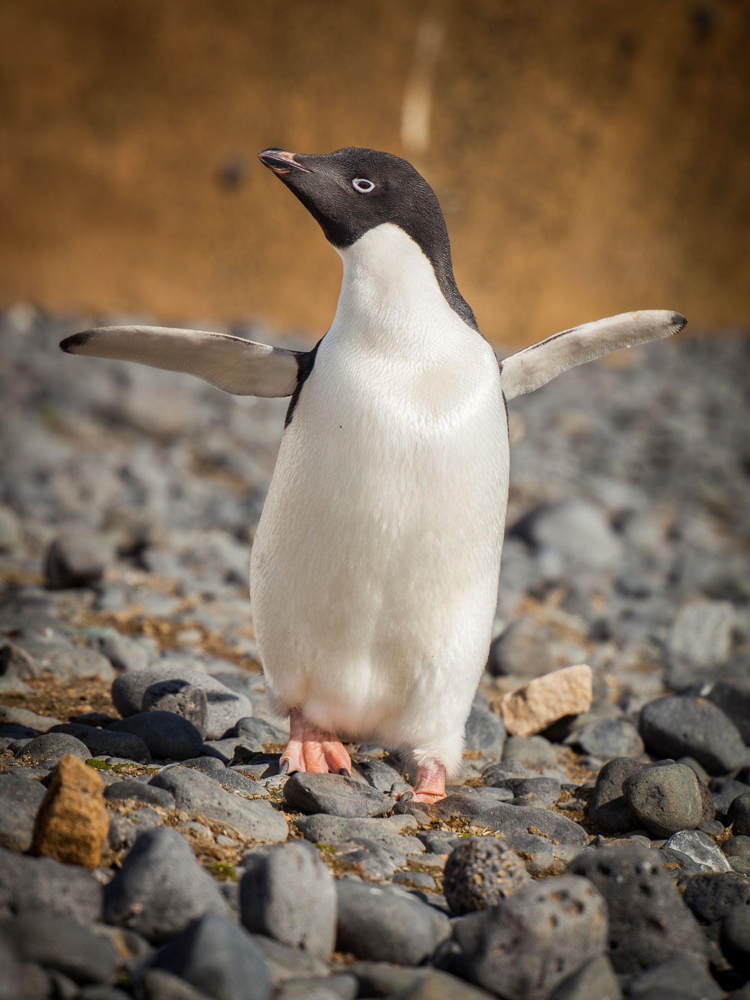 Adélie penguin 