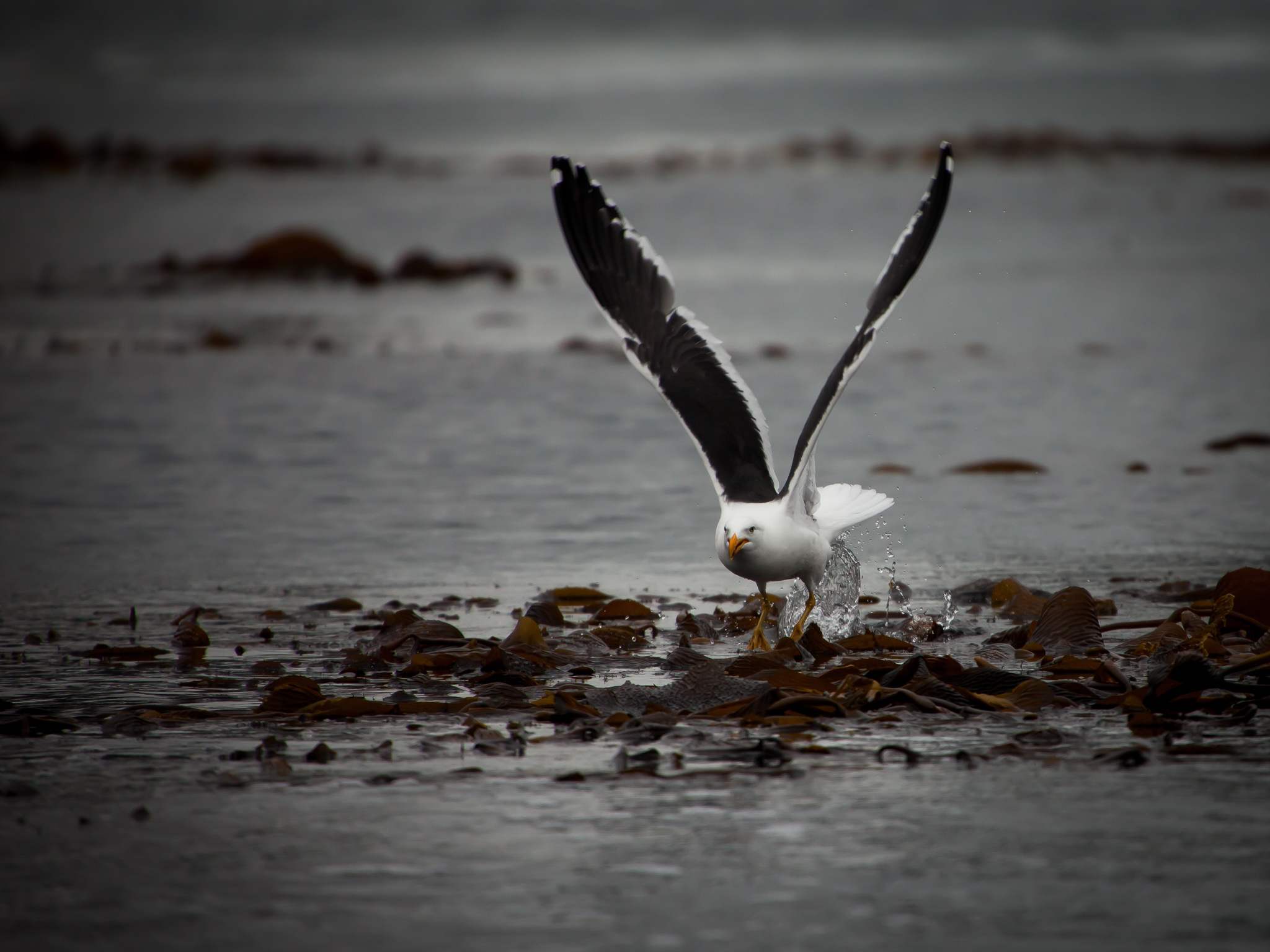 Sea Bird