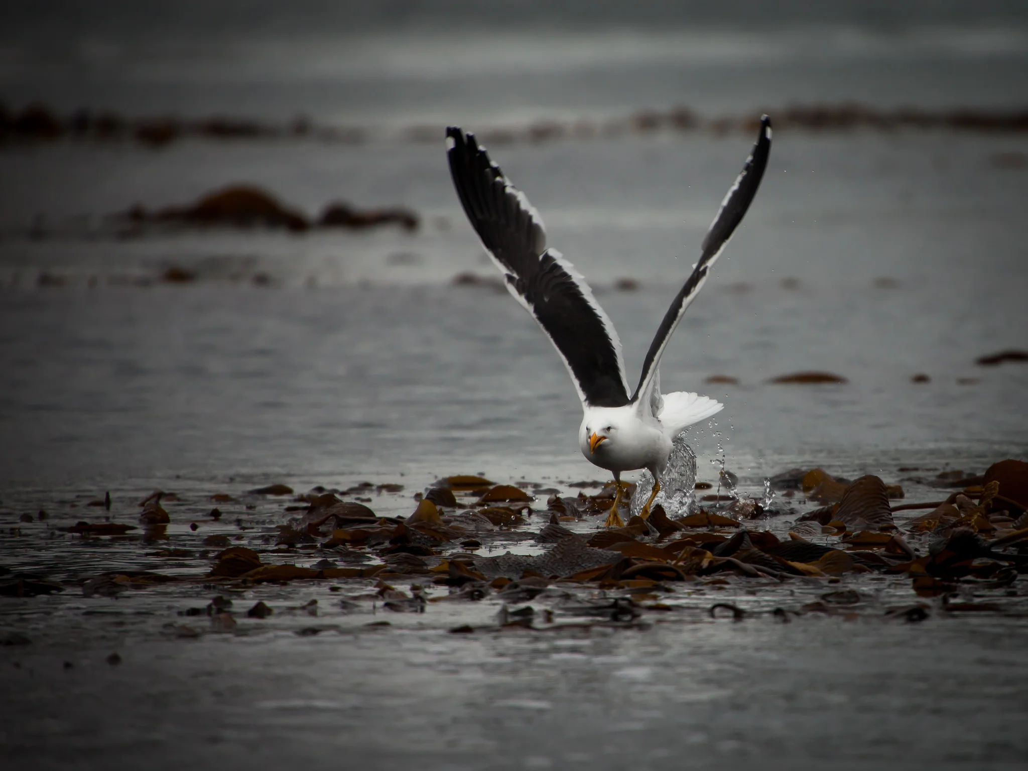 Sea Bird