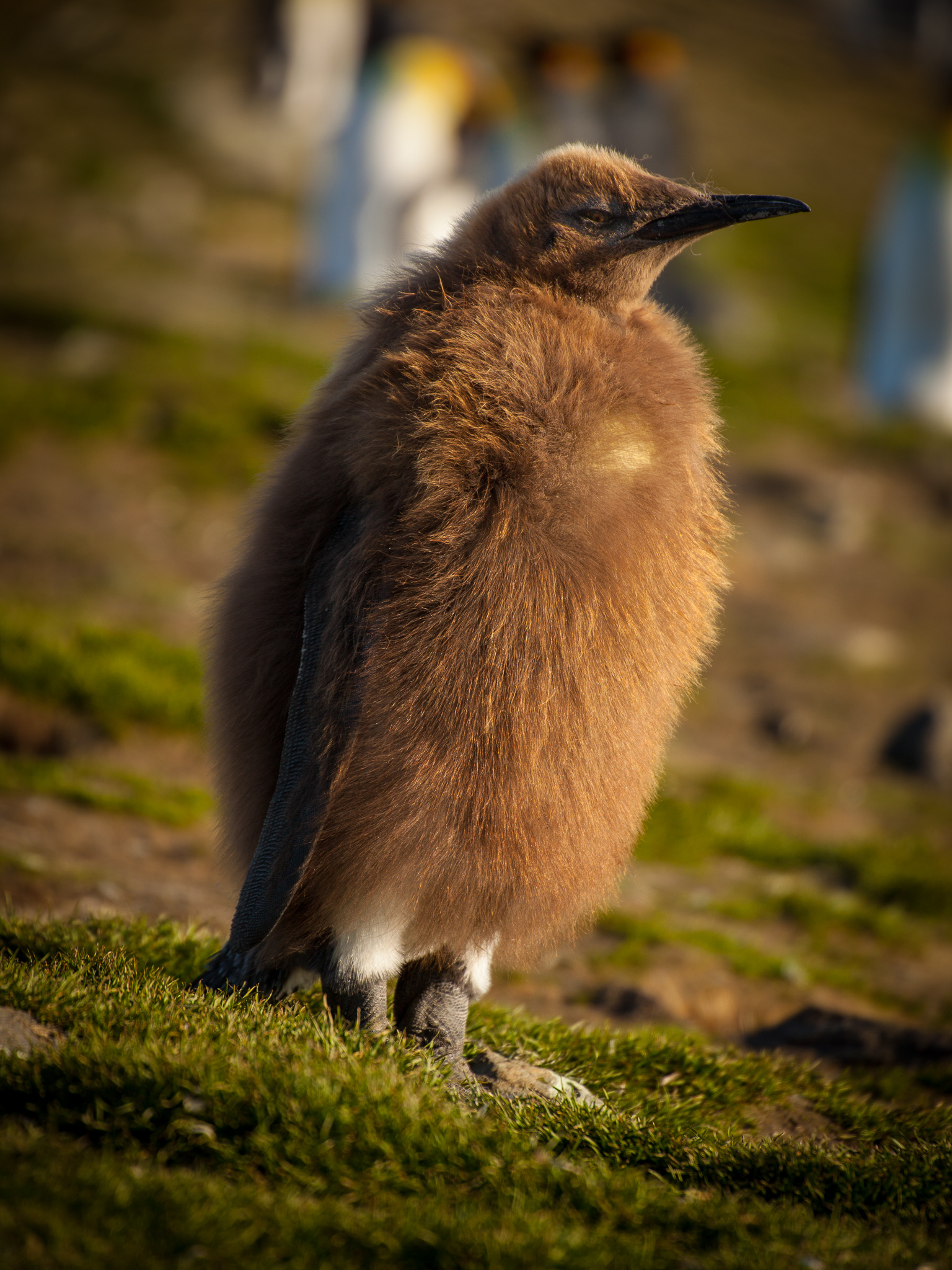 Baby King Penguin