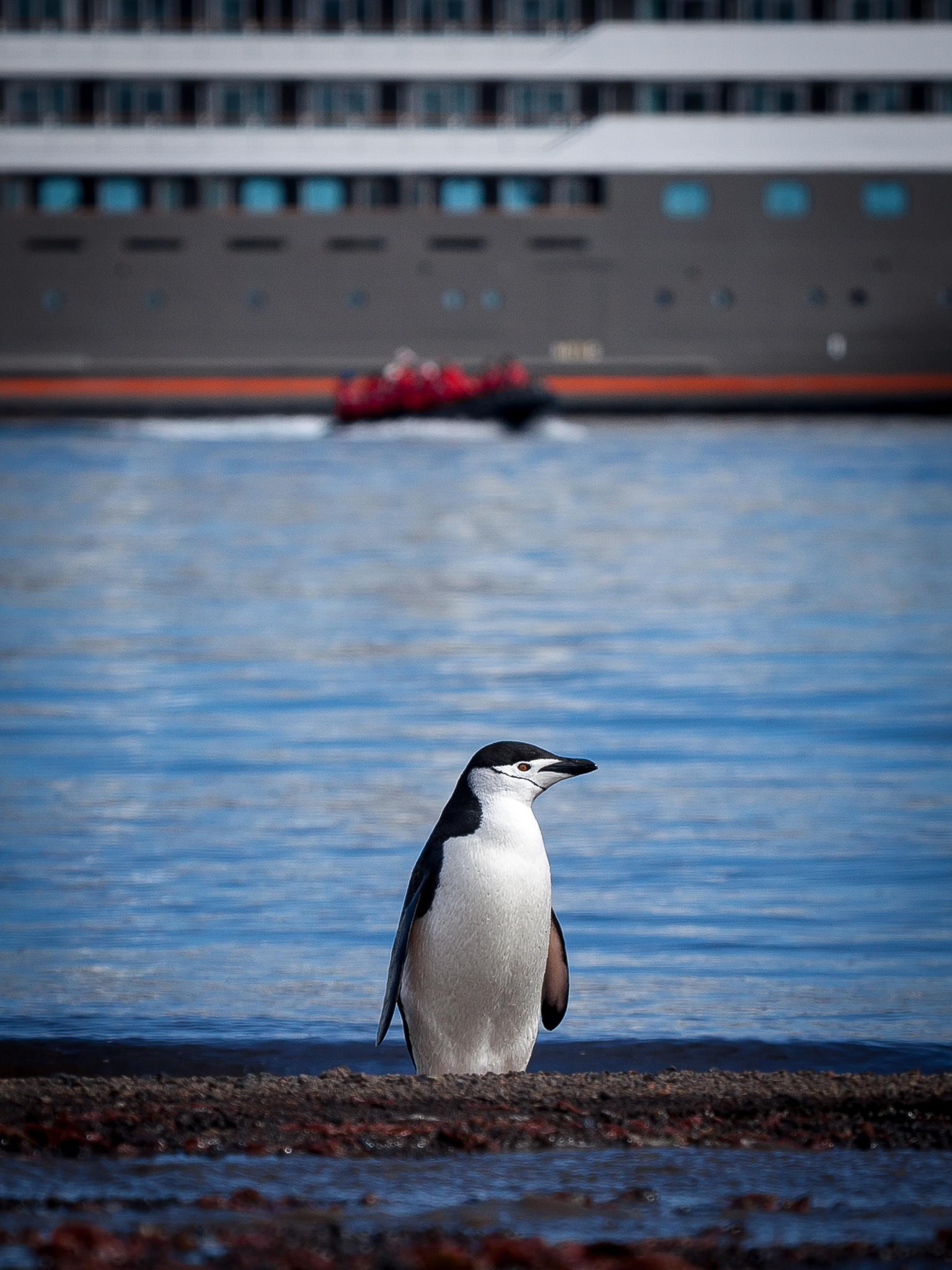 Chinstrap Penguin