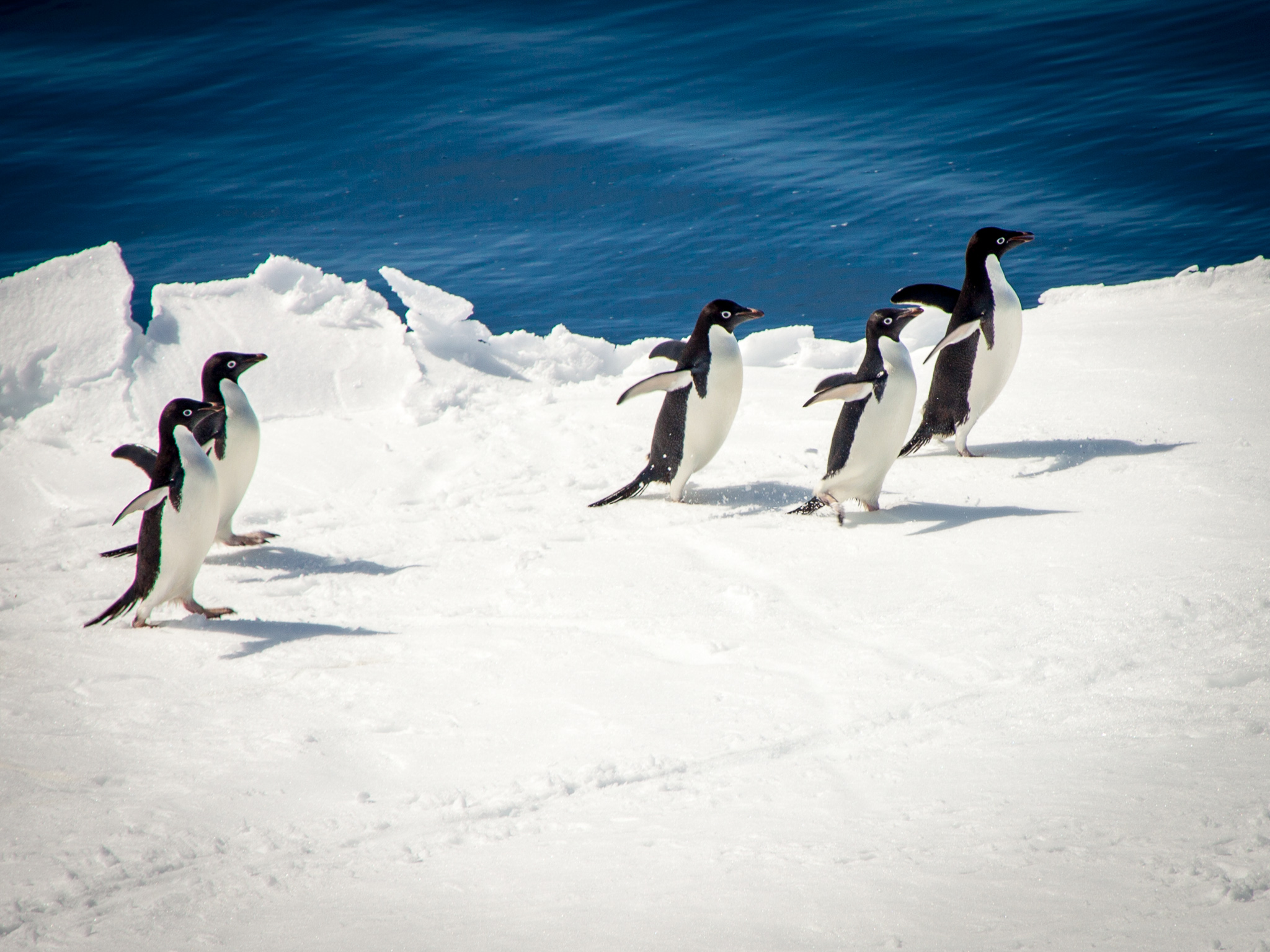 Penguins on an ice flow