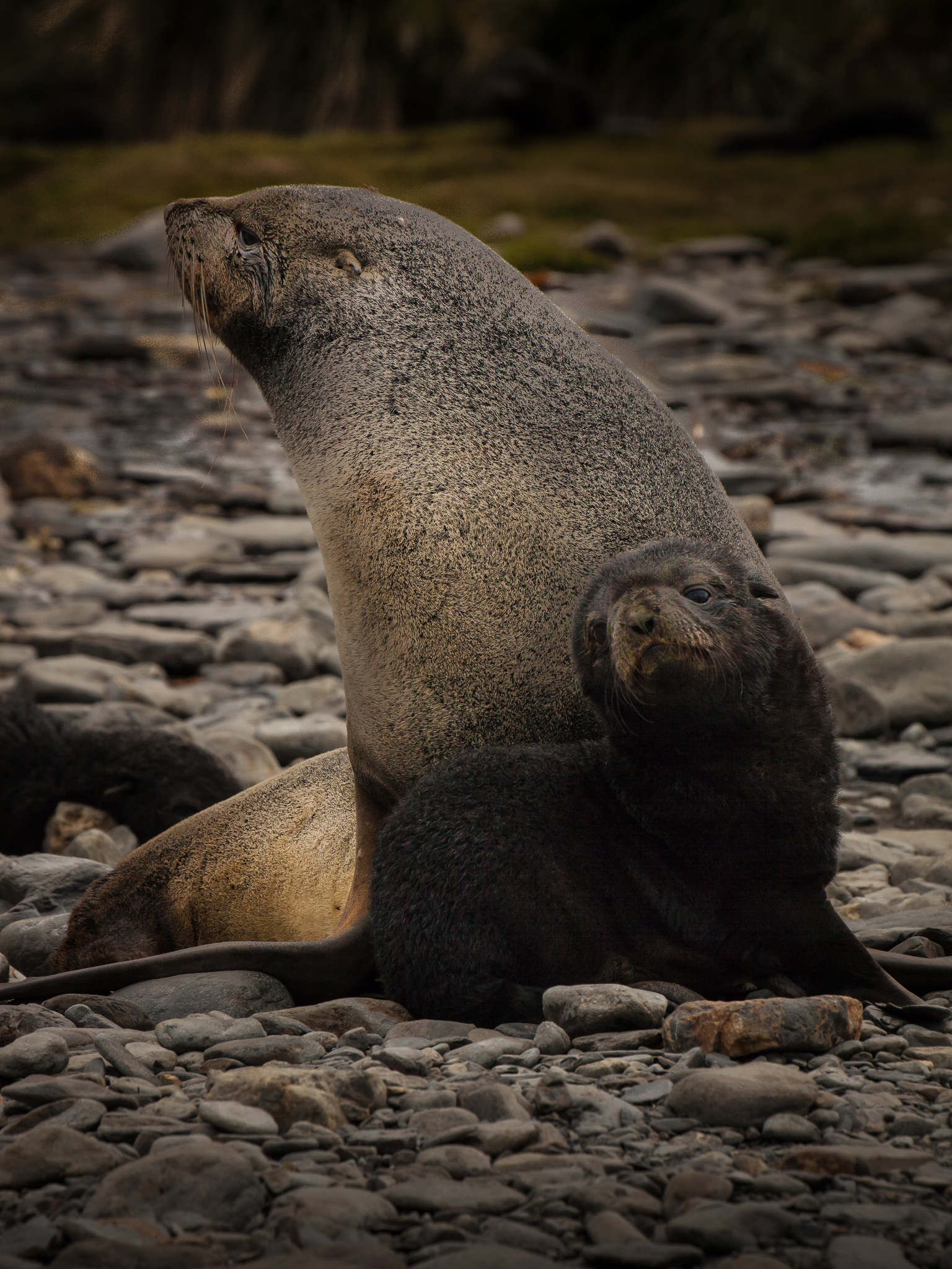 Fur Seal and baby