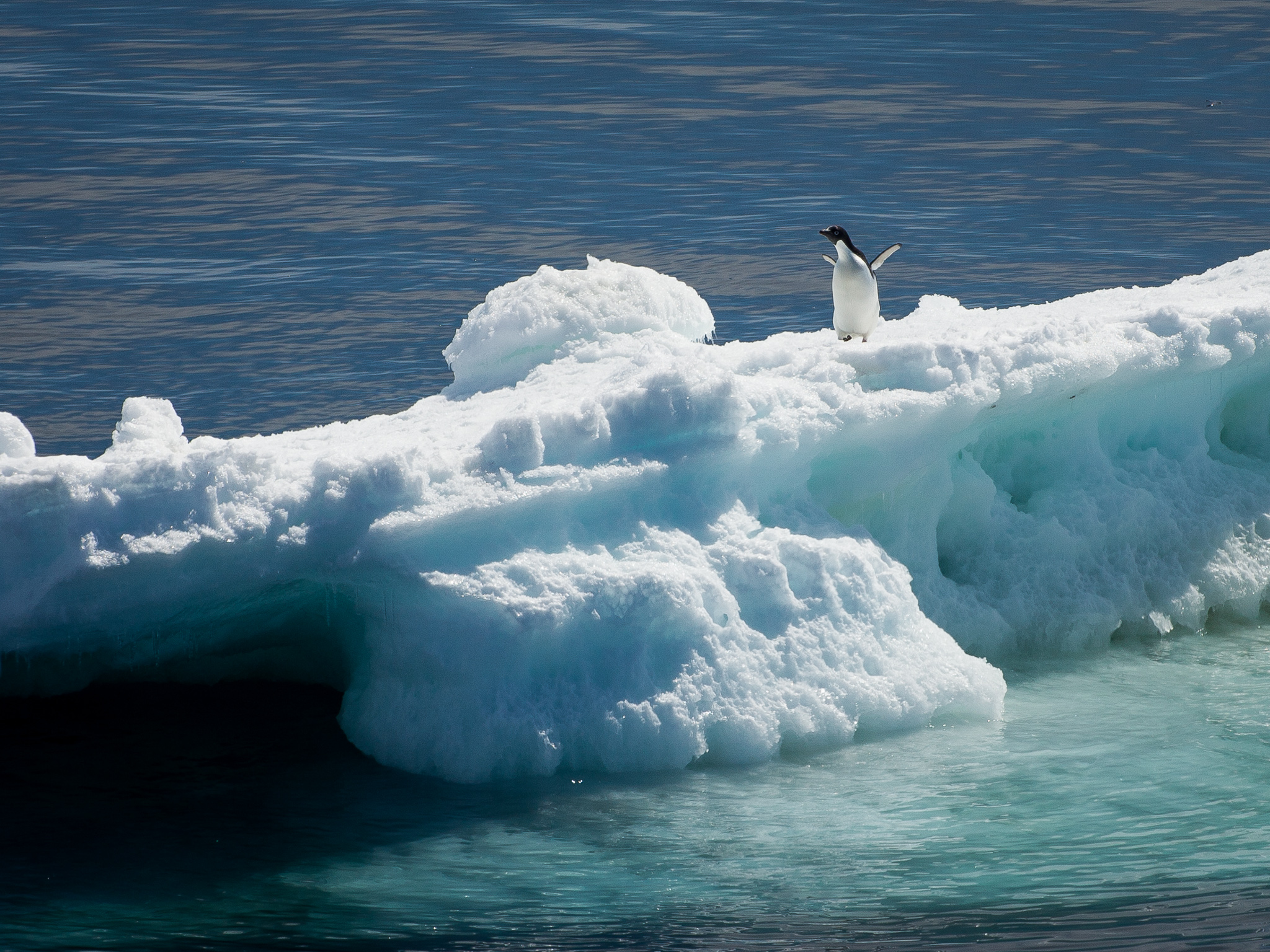 Solitary Penguin