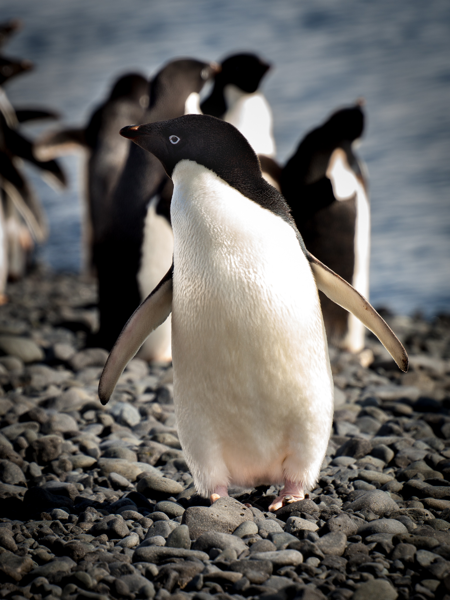 ADÉLIE PENGUIN