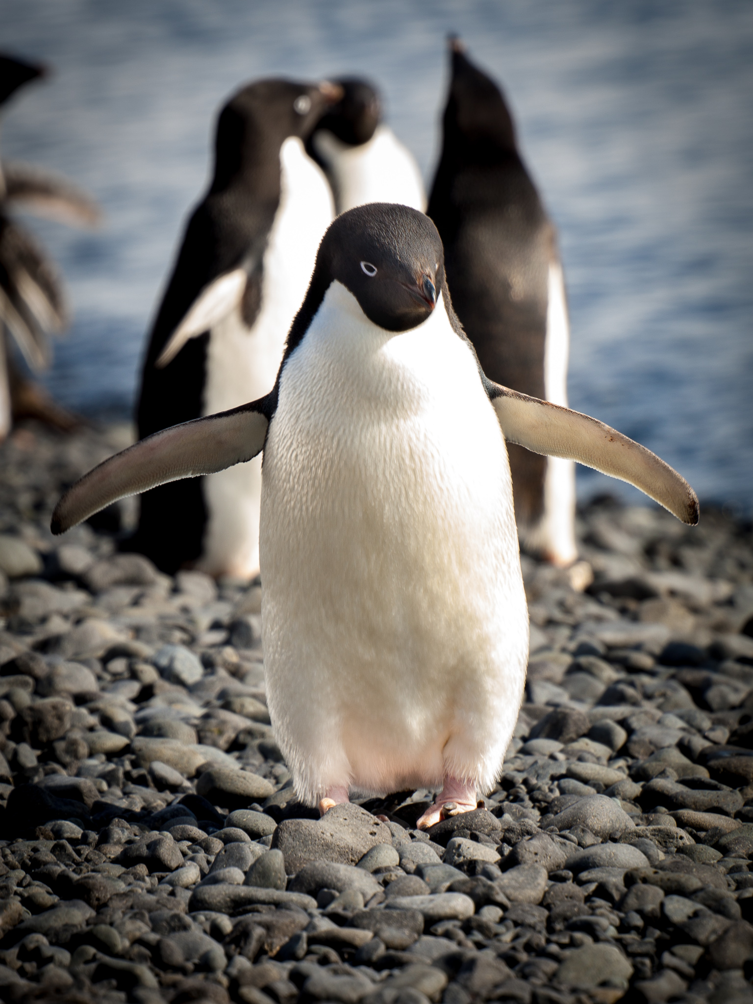 ADÉLIE PENGUIN