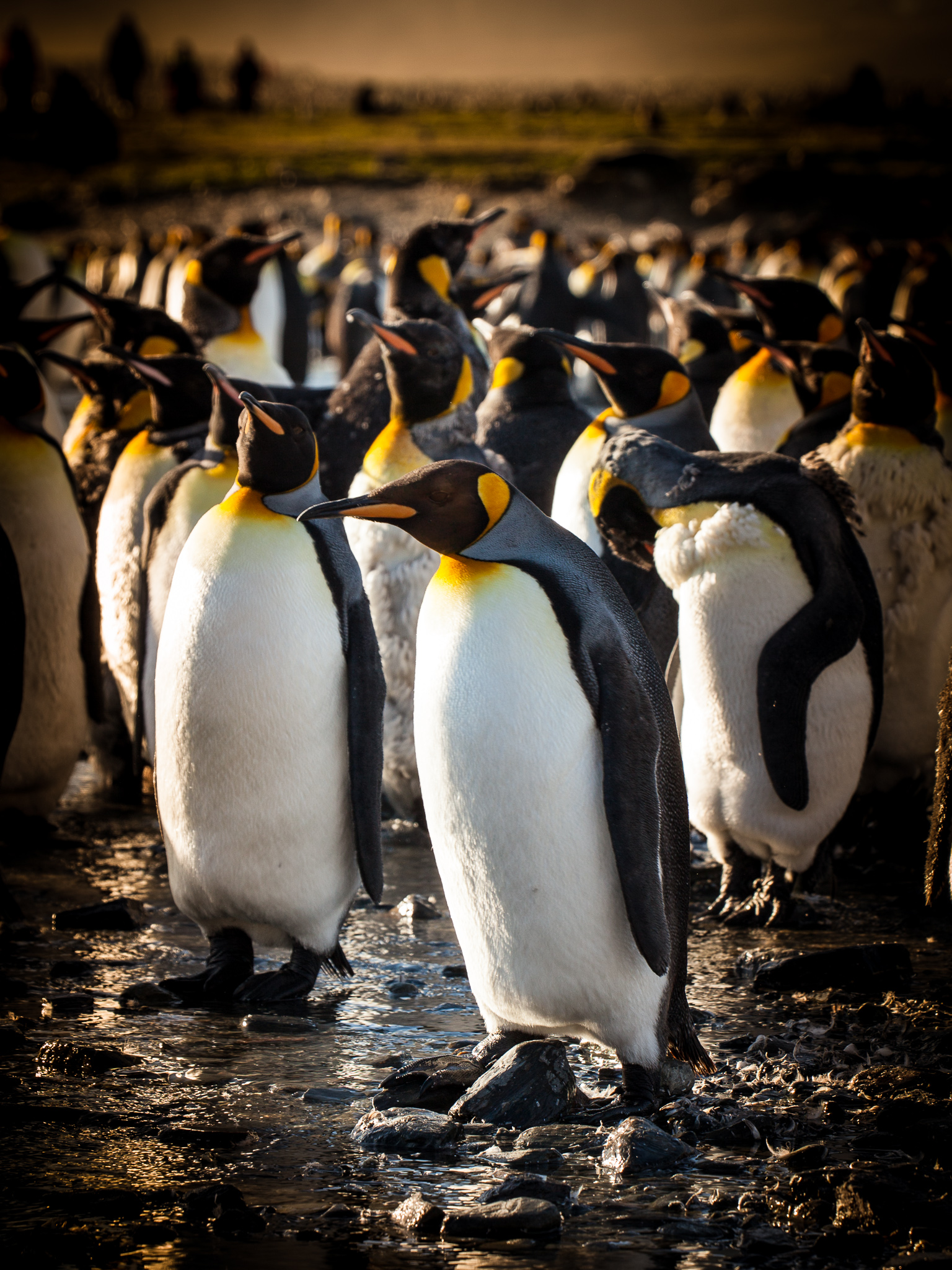 King Penguins