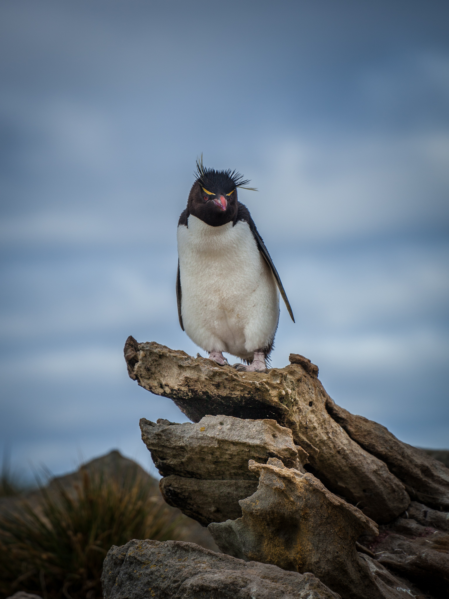 Rockhopper Penguin