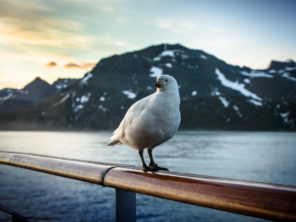 Curious Bird