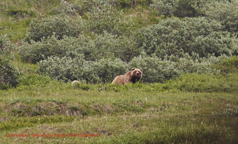 alaska2013_brandonwade_117.jpg