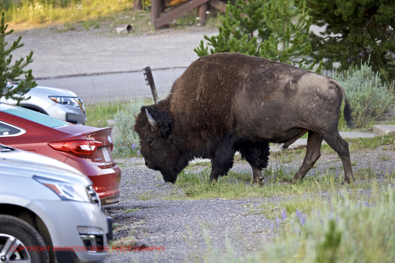 EDIT_BWX9315_20_Published_20170811_Yellowstone_GrandTeton_NationalPark_Wildlife_Elk_Deer_Bison_OldFaithfull_Gyser_Geothermal_Milkyway_InternationalSpaceStation_NightPhotography_Stars.jpg