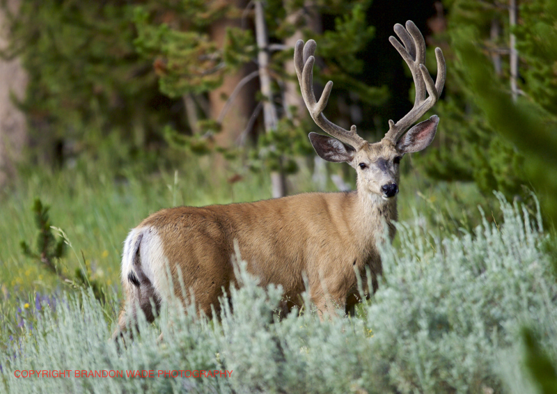 EDIT_BWX9350_21_Published_20170811_Yellowstone_GrandTeton_NationalPark_Wildlife_Elk_Deer_Bison_OldFaithfull_Gyser_Geothermal_Milkyway_InternationalSpaceStation_NightPhotography_Stars.jpg