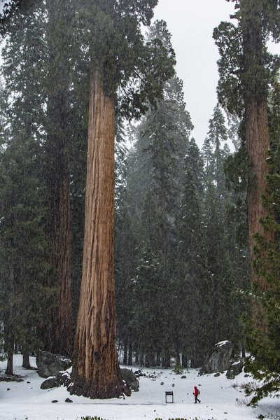 01.30.24_Yosemite National Park Travel Photos_EDIT_BWX4435.JPG
