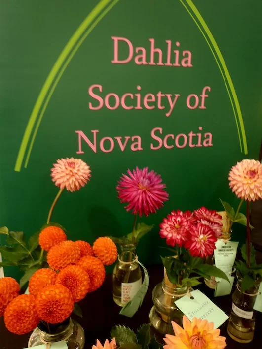 Dahlias Transformed