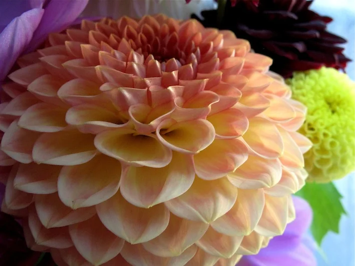 Dahlias Transformed