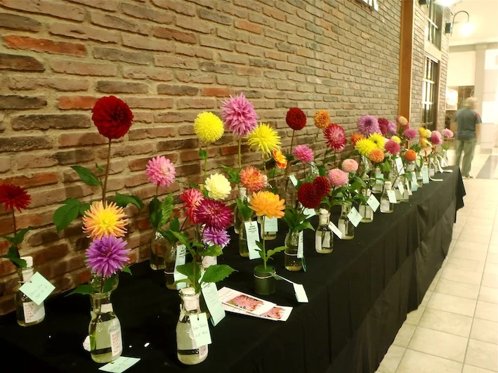 Dahlias Transformed