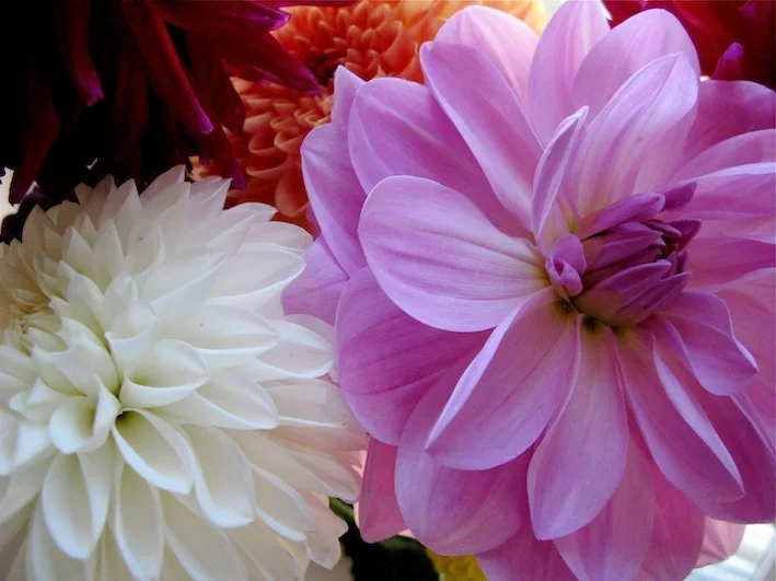 Dahlias Transformed