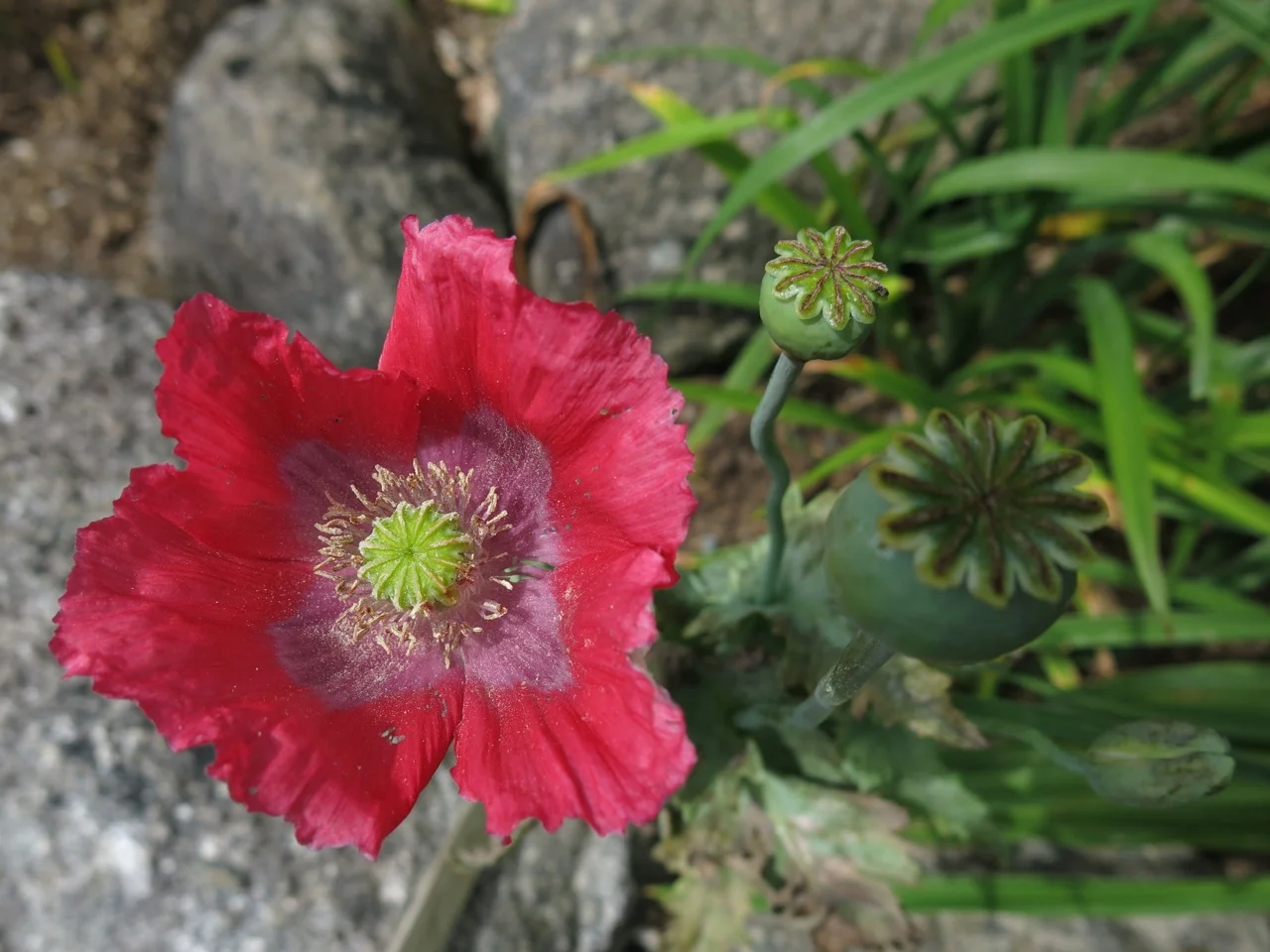IMG_0052.jpg