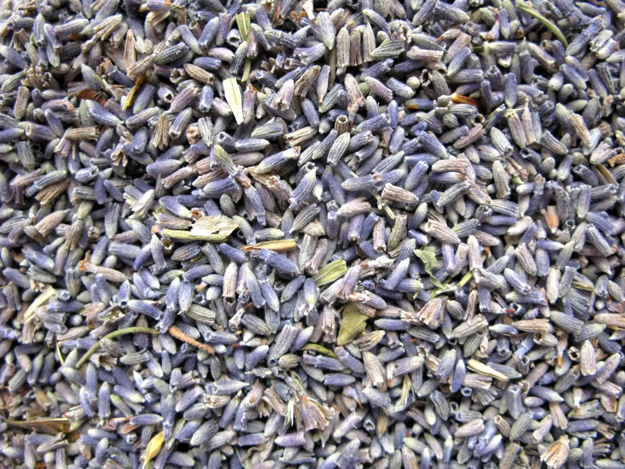 lavender.jpg