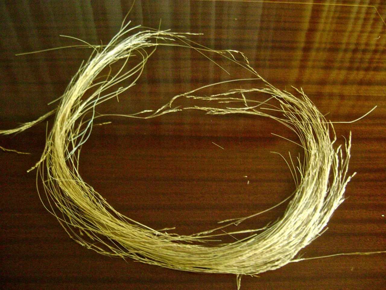 Wild Chilean coiron collected from the hills near Lake Colbun.