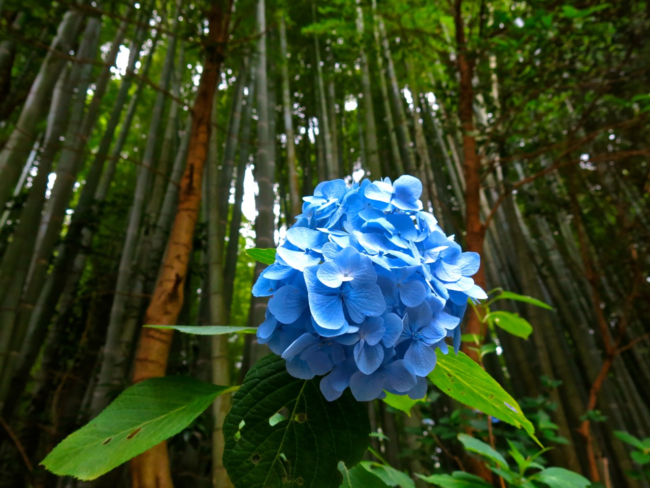 Location: Houkokuji (報国寺)in Kamakura.