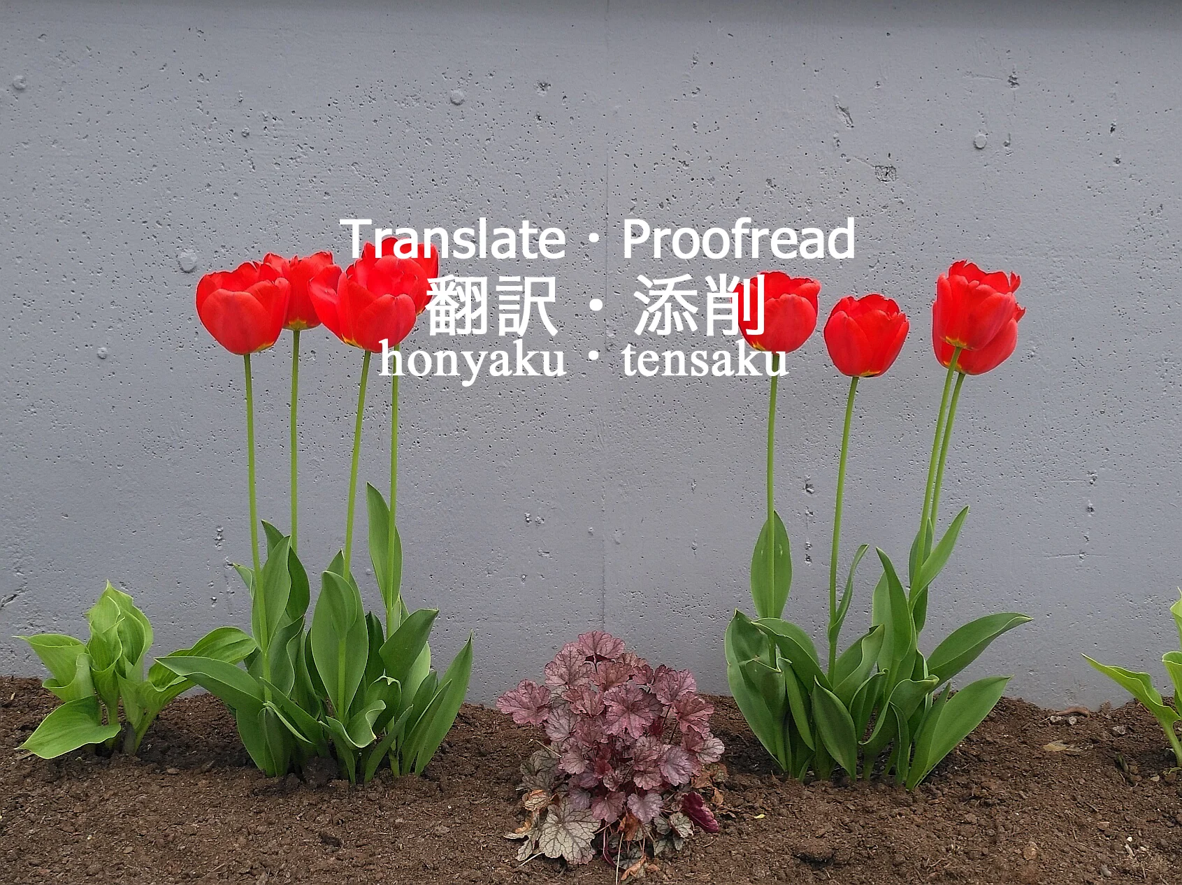honyakutensaku2.jpg