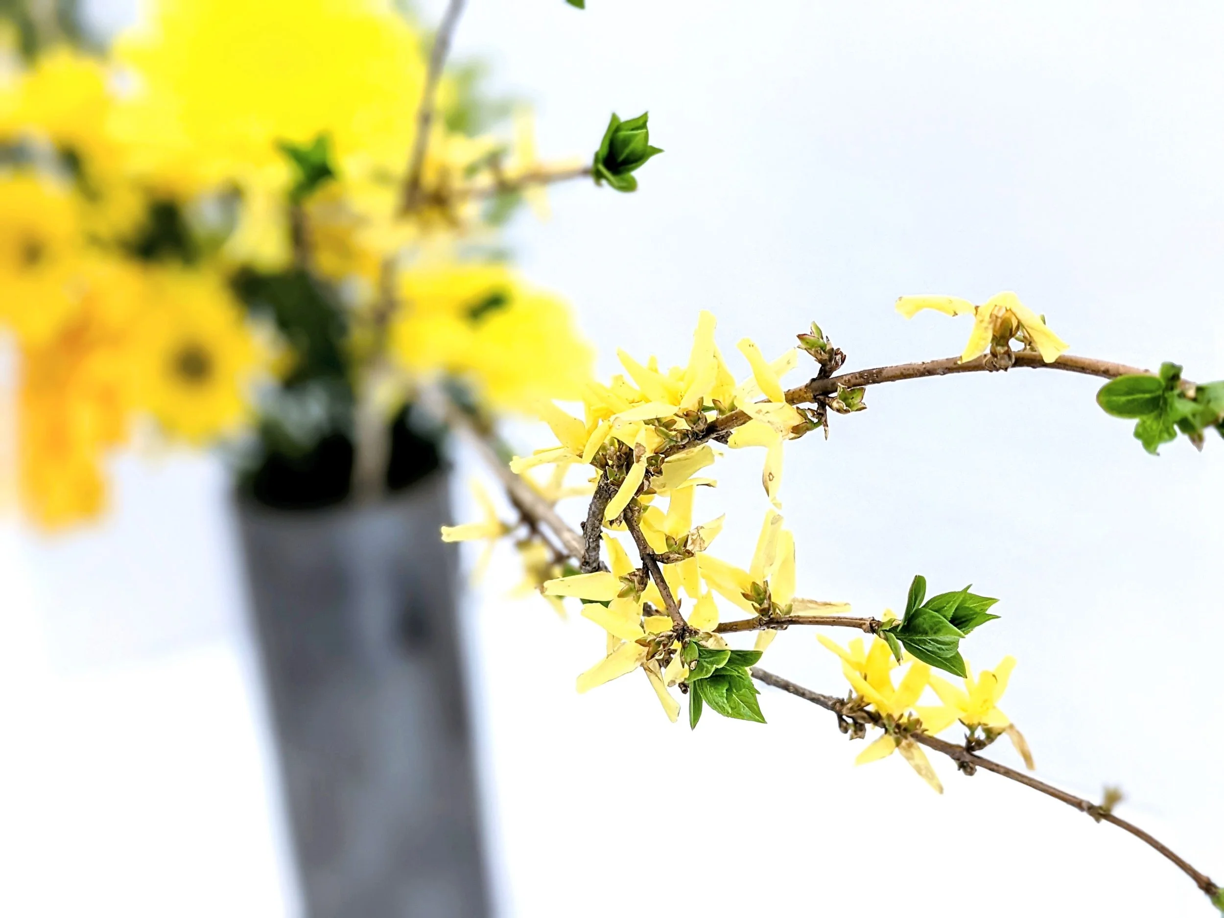 Blog — the ikebana shop