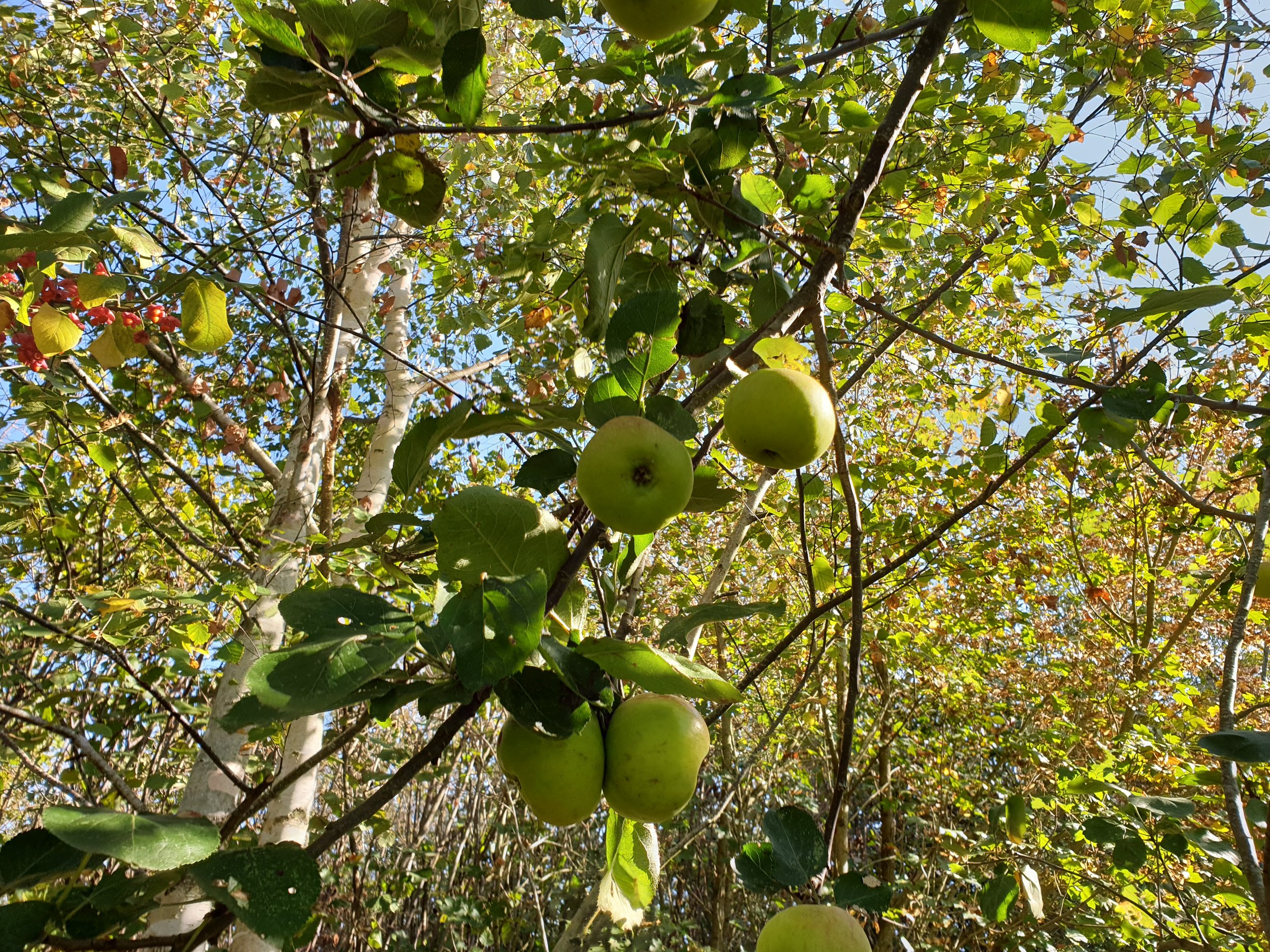 Apple picking every year