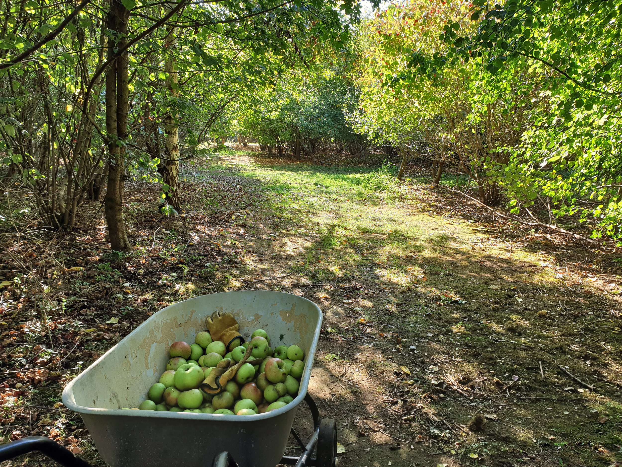 Forest Apple Juice!