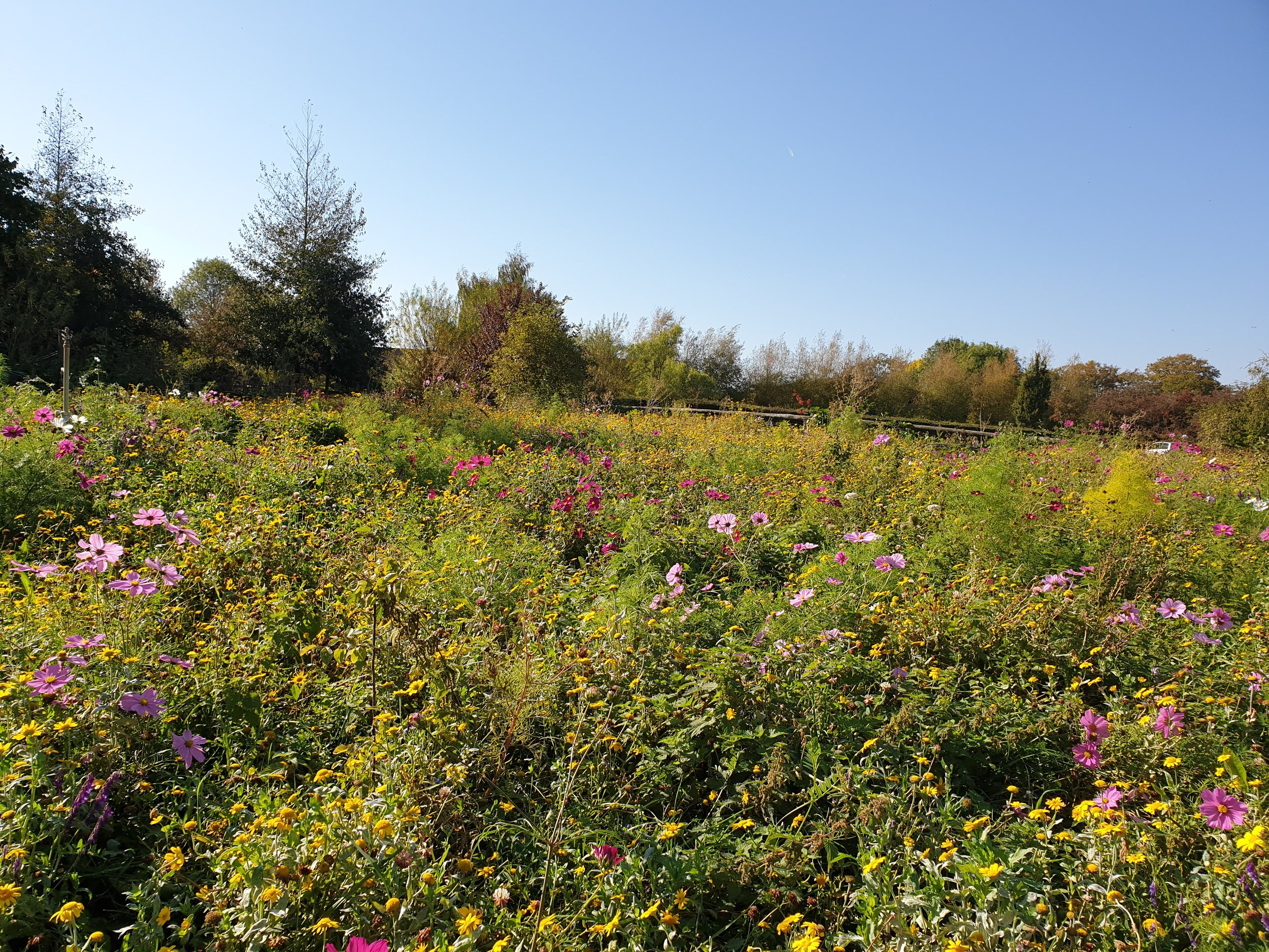 Daily flower gathering