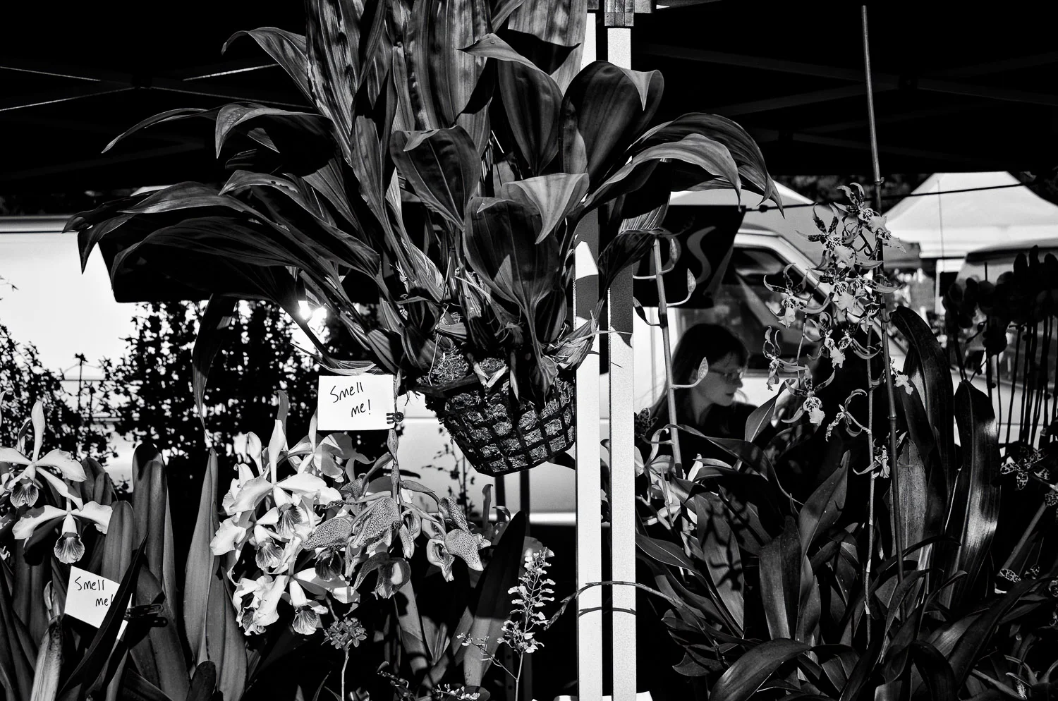 Flower Vendor | Mark Lindsay