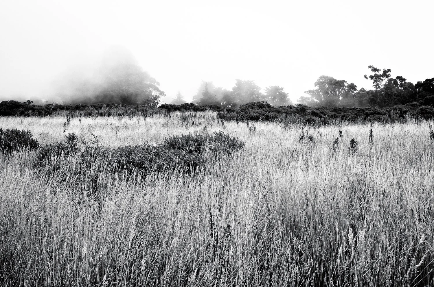Foggy Meadow on Redwood Creek Trail | Mark Lindsay