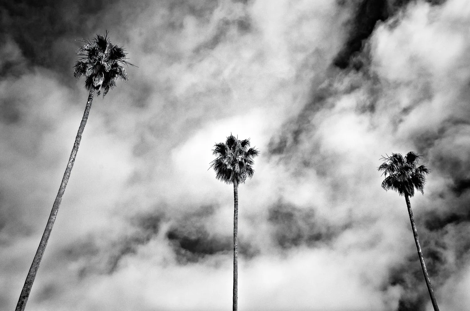 Larkspur Palms #6 | Mark Lindsay
