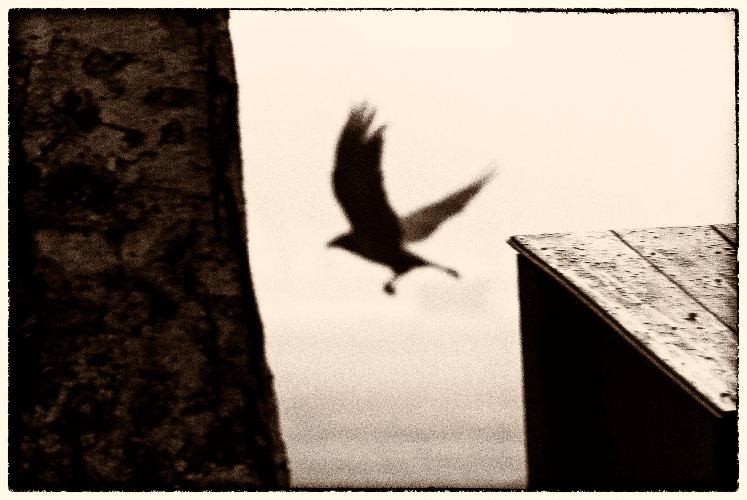 Bird of the Night | Mark Lindsay
