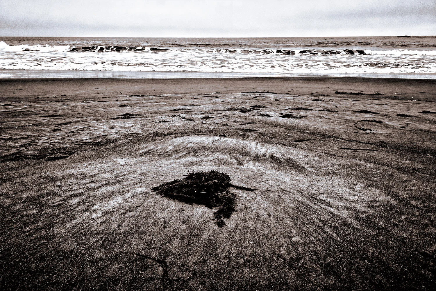 Seaweed on Muir Beach | Mark Lindsay