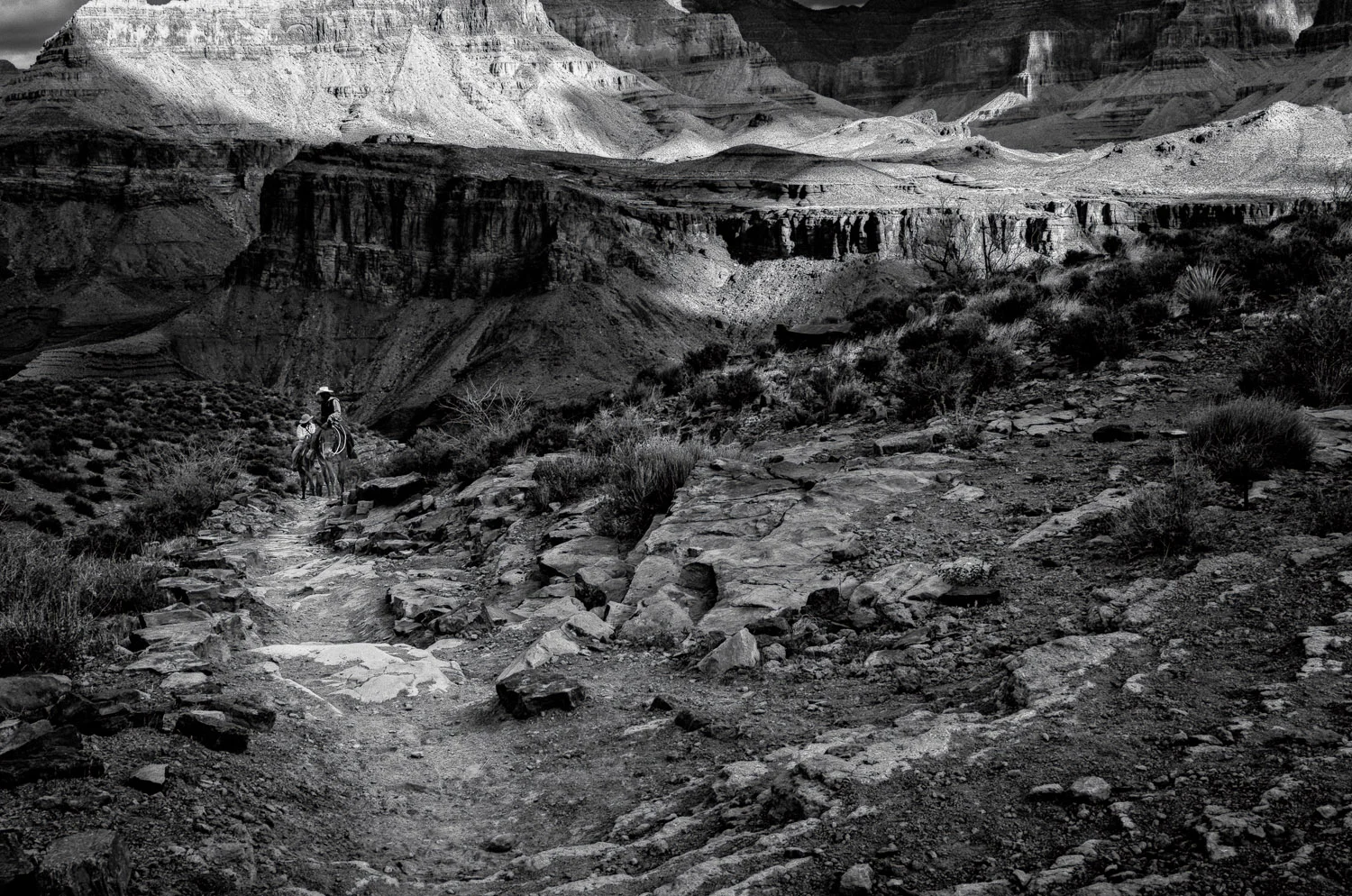 Mules and Canyon Trail | Mark Lindsay