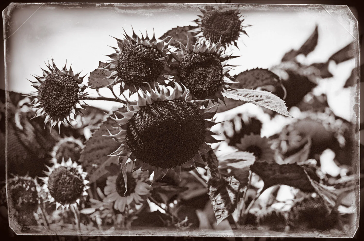 Lost Sunflowers | Mark Lindsay