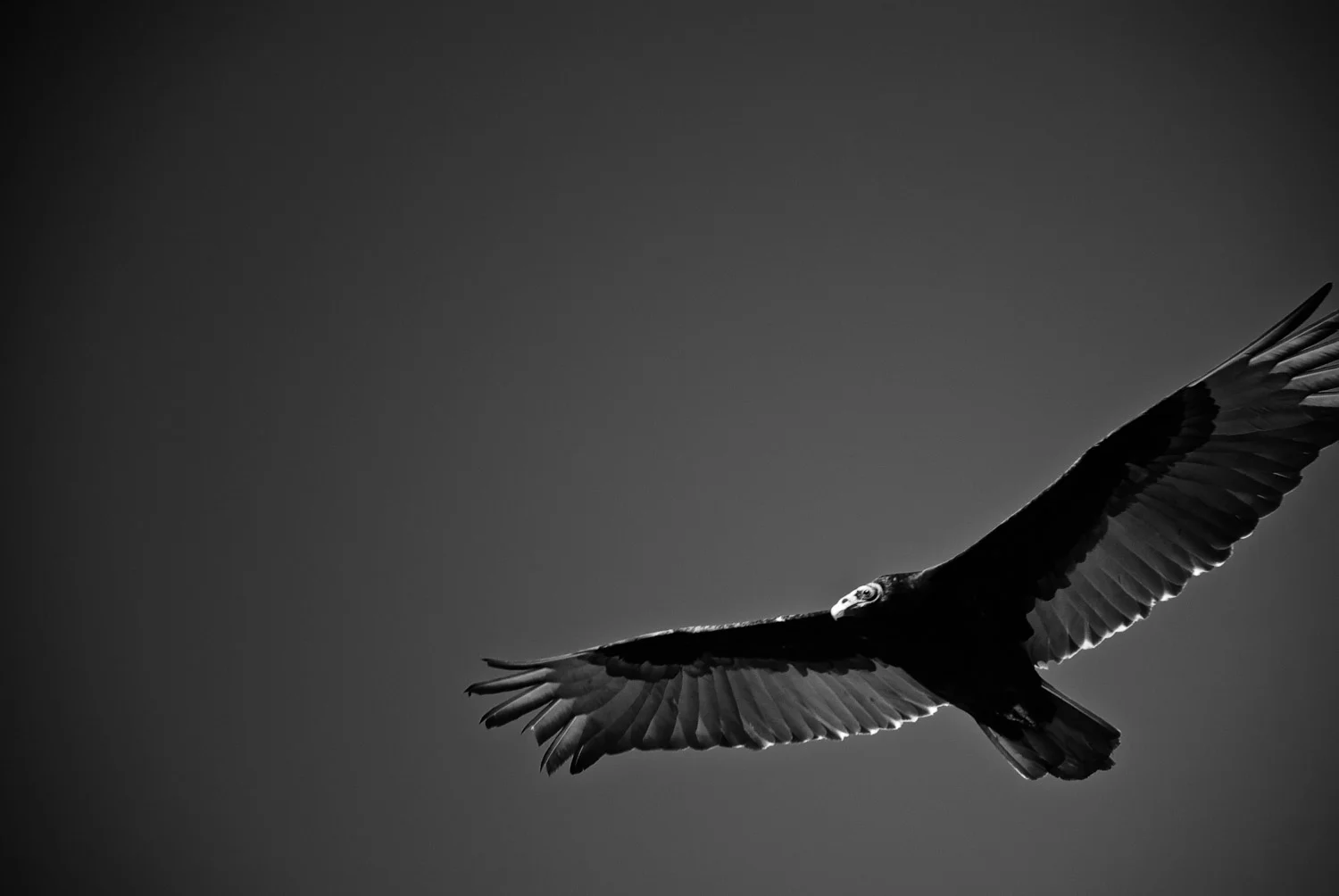 A Moment and a Turkey Vulture