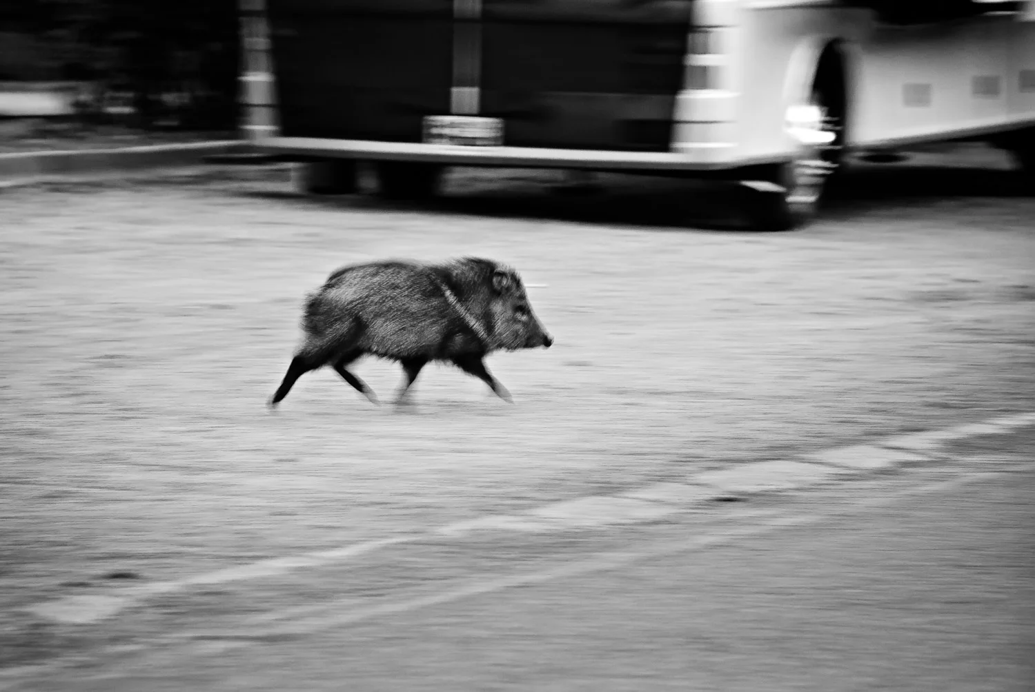 Coffee and Javelinas