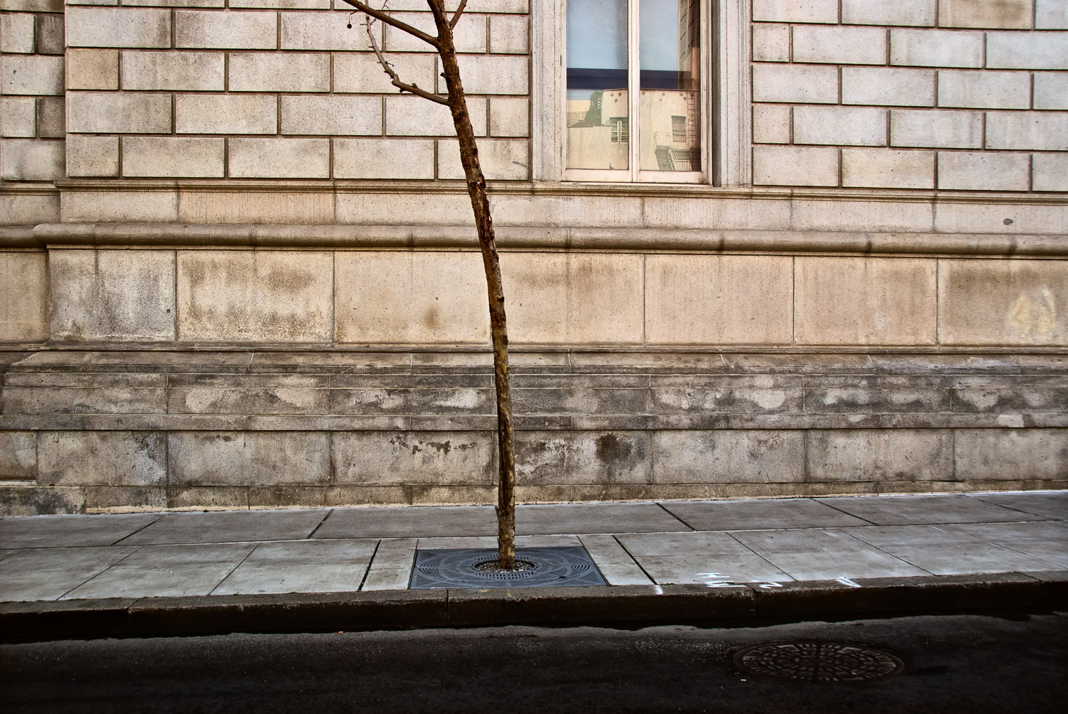 A Polaroid and a Sapling