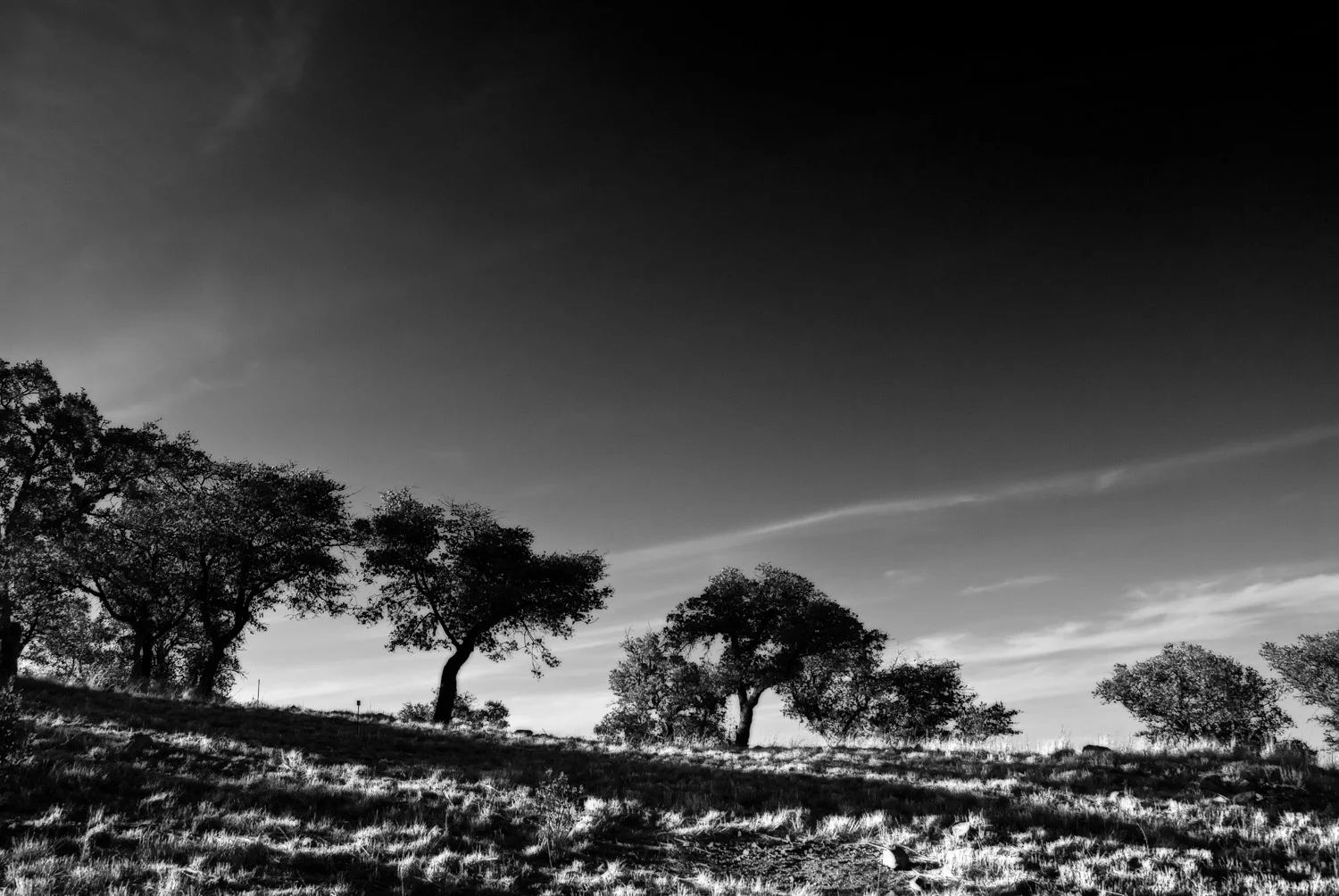 Computers, Trees, and Deep Skies